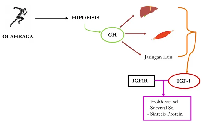 Gambar 2. Mekanisme Sintesis IGF-1 Akibat Olahraga. 