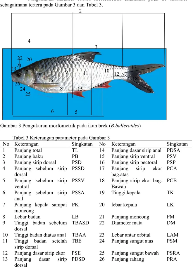 Gambar 3 Pengukuran morfometrik pada ikan brek (B.balleroides)   Tabel 3 Keterangan parameter pada Gambar 3 