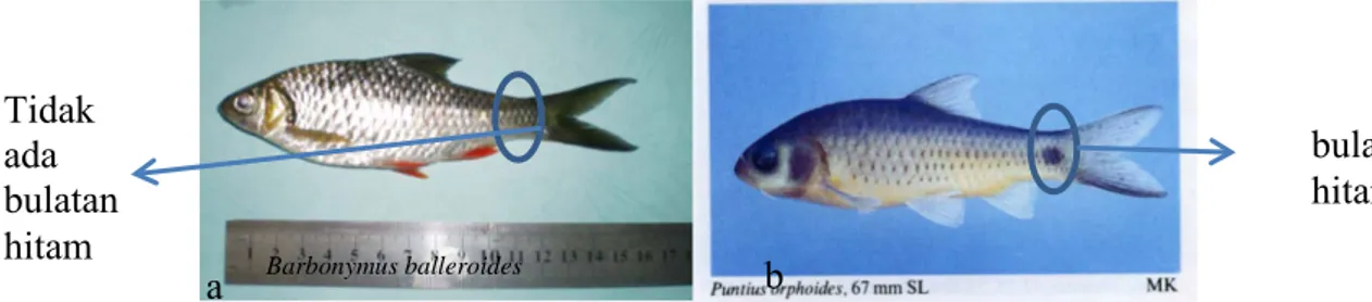 Gambar 6 Ikan brek a. Barbonymus balleroides dan b. Puntius orphoides 