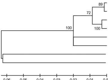Gambar 3. Filogenetik P-distance ikan brek berdasarkan marka CO1 sepanjang 710 bp 