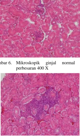 Gambar 9. Mikroskopik proventikulus normal  R-0 perbesaran 100 X