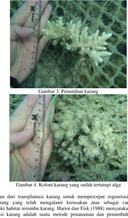 Gambar 3. Pemutihan karang  