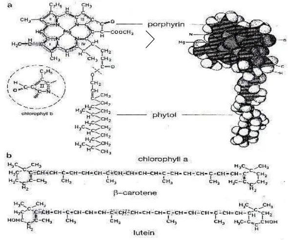 Gambar 5 a. Struktur klorofil a   b. rumus molekul β-carotene dan lutein (Campbell et al