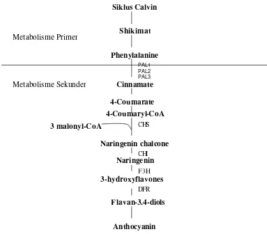 Gambar 7  Lintasan pembentukan antosianin (modifikasi dari Noh dan Spalding 1998 serta Buchanan  et al