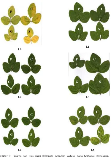 Gambar 9  Warna dan luas daun beberapa genotipe kedelai pada berbagai perlakuan cahaya jangka pendek (short term exposure)