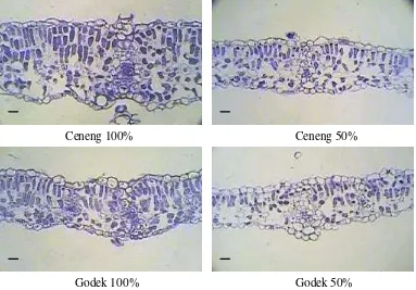 Gambar 10  Tebal daun Genotipe Ceneng dan Godek pada intensitas cahaya 100% dan 50% pada umur 10 MST