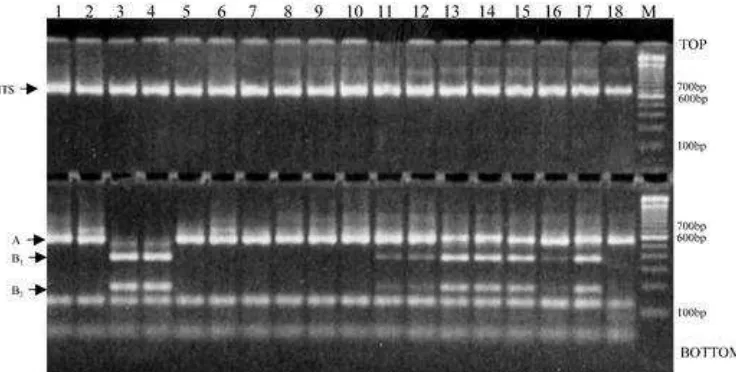 Gambar 1 Contoh hasil analisis elektroforesis gel  dari PCR-RFLP dengan penanda ITS-DNA Ribosomal pada pisang (Nwakanma et al 2003) 