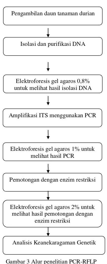 Gambar 3 Alur penelitian PCR-RFLP 