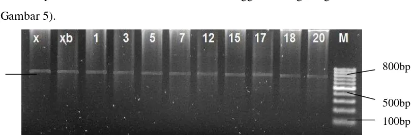 Gambar 4  Elektroforegram hasil isolasi DNA durian menggunakan Kit Isolasi  Nucleon Phytopure