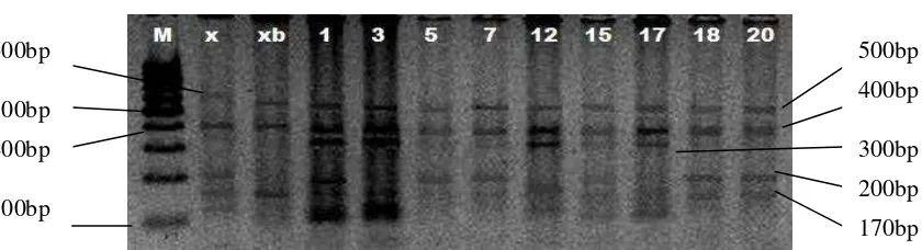Gambar 6 Elektroforegram hasil pemotongan menggunakan enzim restriksi    Alu1. Keterangan: M (DNA marker 100bp), x,xb,1-dst (aksesi durian) 