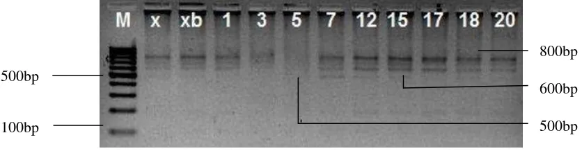Gambar 8 Elektroforegram hasil pemotongan menggunakan enzim BsuR1. Keterangan: M (DNA marker 100bp), x,xb,1-dst (aksesi durian) 