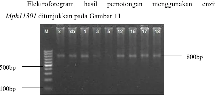 Gambar 10 Elektroforegram hasil pemotongan menggunakan enzim restriksi Ade1. Keterangan: M (DNA marker 100bp), x,xb,1-dst (aksesi durian) 