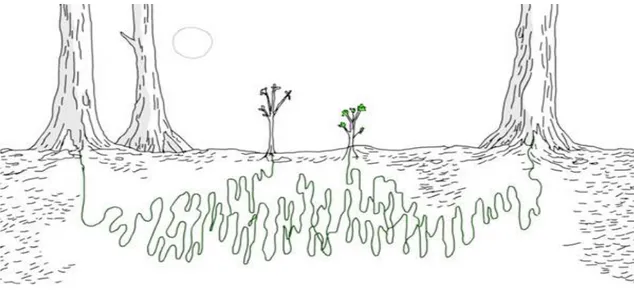Gambar 2.  Jaringan akar yang mendukung dan menghubungkan beragam jenis dan umur pohon.
