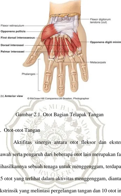 Gambar 2.1. Otot Bagian Telapak Tangan  a.   Otot-otot Tangan 