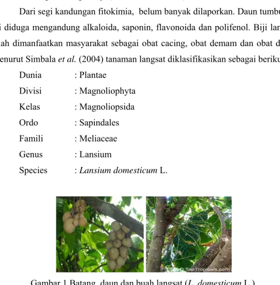 Gambar 1 Batang, daun dan buah langsat (L. domesticum L.). 