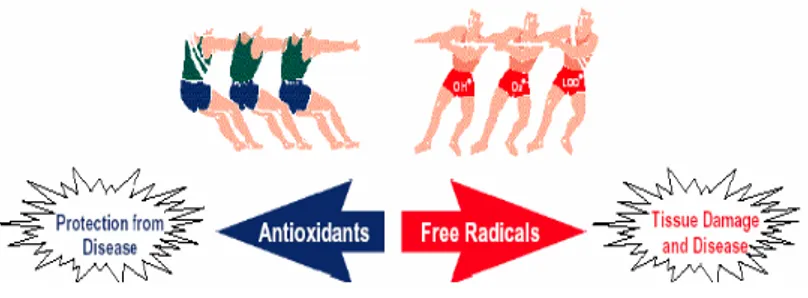 Gambar 3  Keseimbangan radikal bebas-antioksidan mencegah stres oksidatif. 