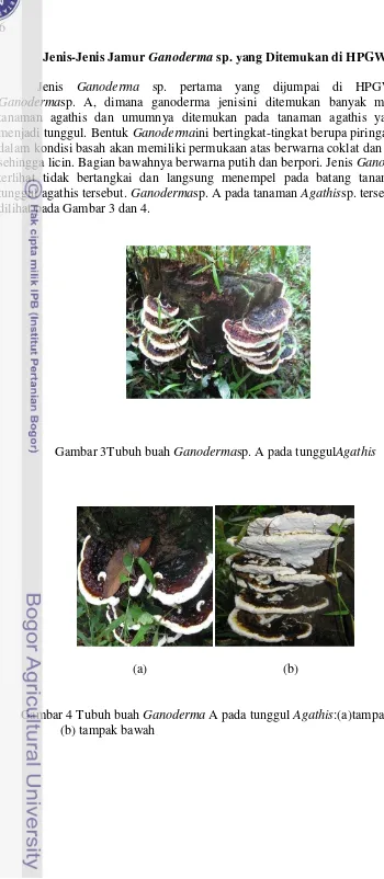 Gambar 4 Tubuh buah Ganoderma A pada tunggul Agathis:(a)tampak atas; 