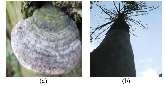 Gambar 6(a) Tubuh buah Ganoderma sp. C pada tanaman Agathis; (b) contoh tanaman Agathis yang terserang 