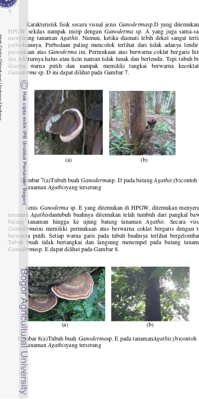 Gambar 7(a)Tubuh buah Ganodermasp. D pada batang Agathis;(b)contoh 