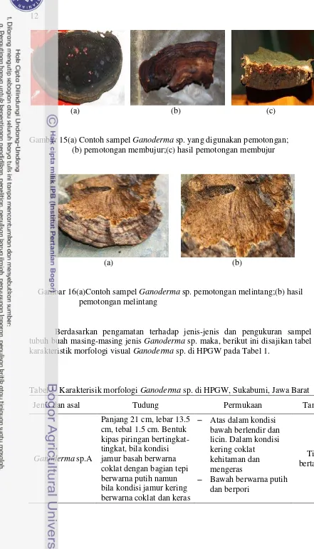Gambar 15(a) Contoh sampel Ganoderma sp. yang digunakan pemotongan; 