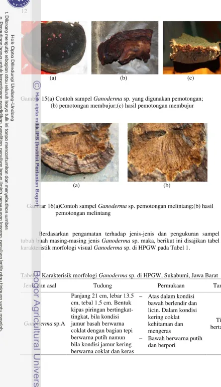 Gambar 15(a) Contoh sampel Ganoderma sp. yang digunakan pemotongan; 