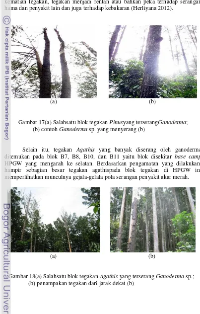 Gambar 18(a) Salahsatu blok tegakan Agathis yang terserang Ganoderma sp.; 