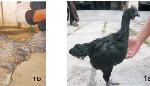 Gambar 1. Keturunan (F 1 ) usia 7 minggu hasil persilangan ayam betina Cemani dengan ayam jantan  Pelung.