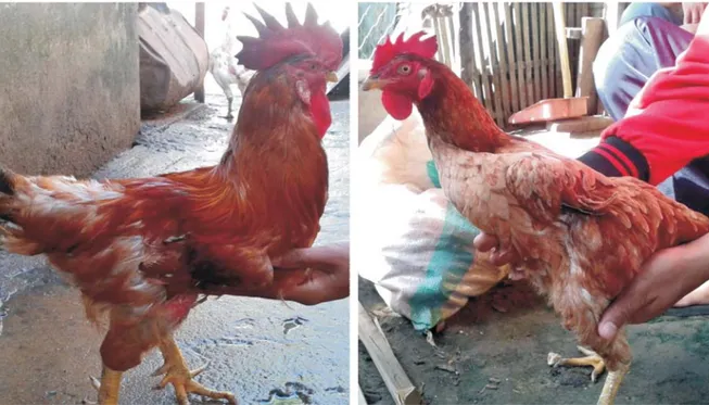 Gambar 1. Ayam nunukan dewasa kelamin jantan (kiri) dan betina (kanan). Bulu berwarna coklat kemerahan, dan pada betina berwarna lebih cerah dibandingkan pada jantan.