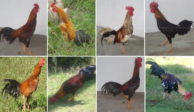 Gambar 1. Keragaman fenotipe warna bulu ayam Tolaki Jantan