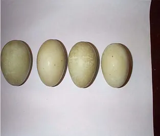 Gambar 2. Warna kerabang telur itik Mojosari putih 