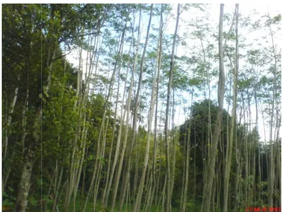 Gambar 3  Kondisi hutan rakyat di Kelurahan Urug.