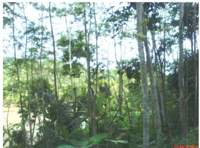 Gambar 4  Kondisi hutan di Desa Leuwibud