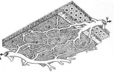 Gambar 4. Struktur lobular koroid. Arterioles memasuki bagian pusat tiap  lobulus dan drainase vena di bagian tepi dari lobular  (  Dutta M , 2013 ) 