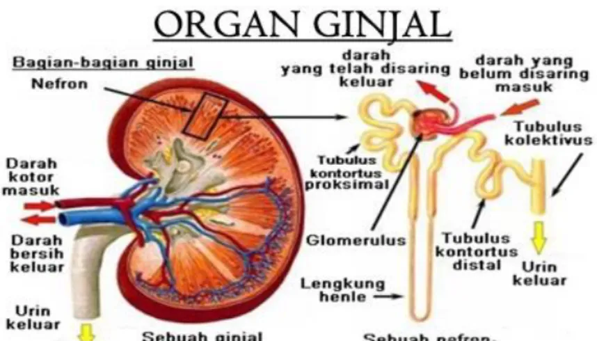 Gambar 2.1 Struktur Ginjal 