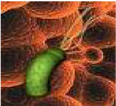 Gambar 2.2.1. Helicobacter Pylori 