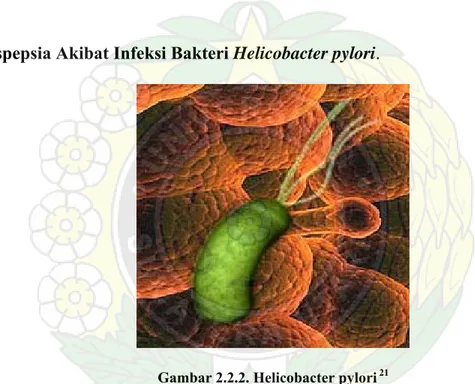 Gambar 2.2.2. Helicobacter pylori  21 