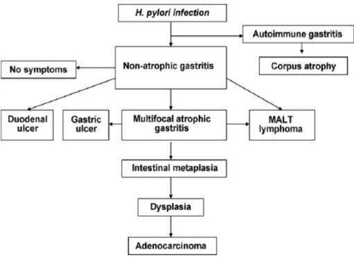 Gambar 2.. Skema representasi hasil akhir klinis setelah infeksi H pylori (Correa P, 2008).  
