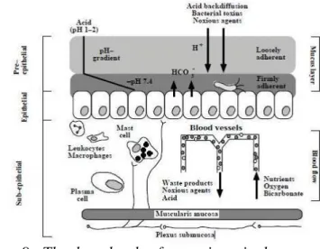 Gambar 9.  The three levels of gastrointestinal mucosal defense  (Dikutip dari Atuma 2000) 