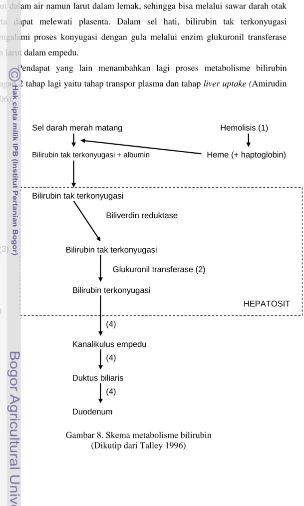 Gambar 8. Skema metabolisme bilirubin  (Dikutip dari Talley 1996) 