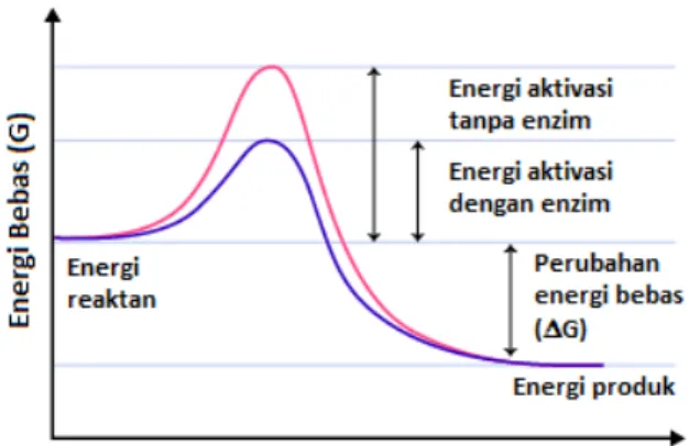 Gambar 4. Diagram tingkat energi aktivasi reaksi dengan enzim dan tanpa enzim  (Poedjiadi, 1994) 