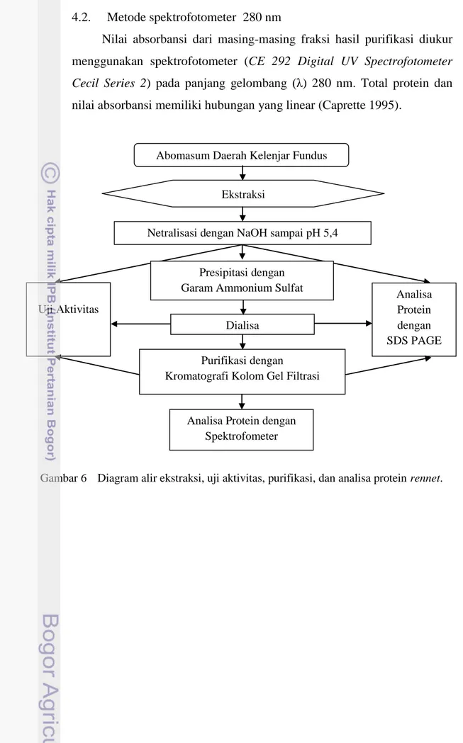 Gambar 6  Diagram alir ekstraksi, uji aktivitas, purifikasi, dan analisa protein rennet