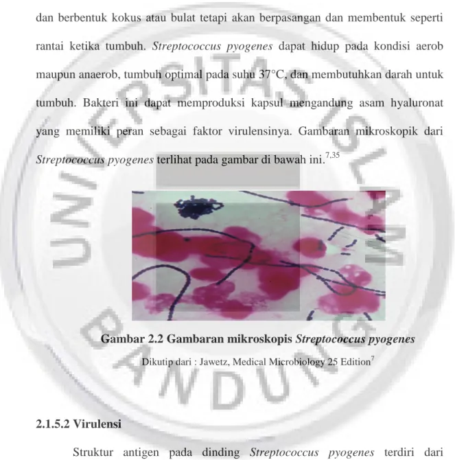 Gambar 2.2 Gambaran mikroskopis Streptococcus pyogenes 