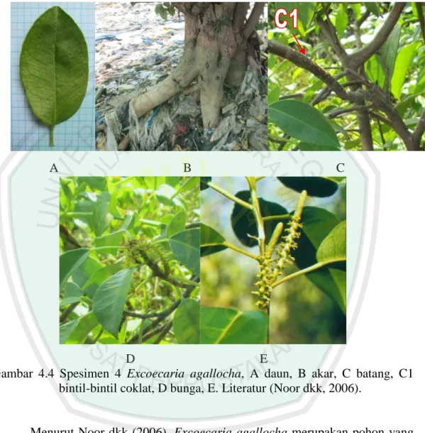 Gambar  4.4  Spesimen  4  Excoecaria  agallocha,  A  daun,  B  akar,  C  batang,  C1  bintil-bintil coklat, D bunga, E