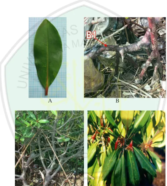 Gambar 4.5 Spesimen 5 Bruguiera gymnorrhiza, A daun, B akar, B1 akar lutut, C  batang, D