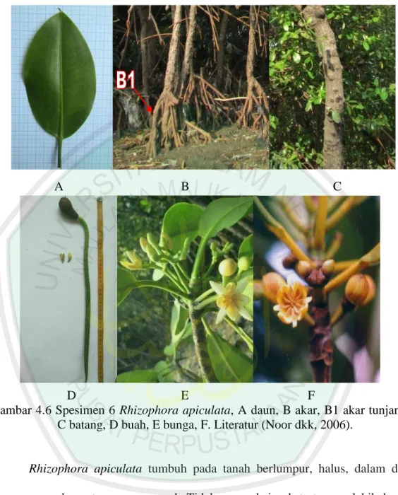 Gambar 4.6 Spesimen 6 Rhizophora apiculata, A daun, B akar, B1 akar tunjang,  C batang, D buah, E bunga, F