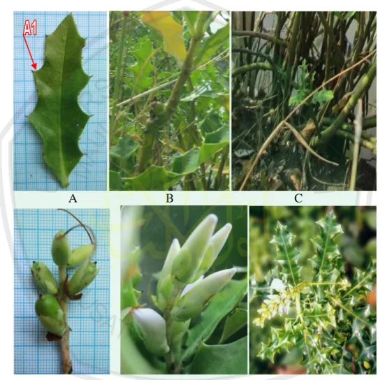 Gambar 4.1 Spesimen 1  Acanthus ilicifolius  L,  A  daun,  A1 tepi daun berduri,  B  batang, C akar, D buah, E bunga, F