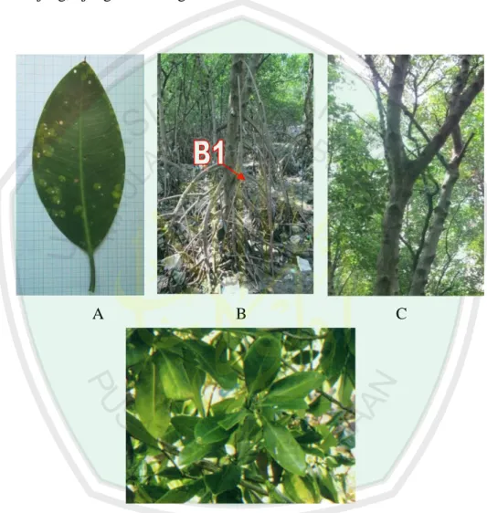 Gambar 4.7 Spesimen 7 Rhizophora mucronata, A daun, B akar, B1 akar tunjang,  C batang, D