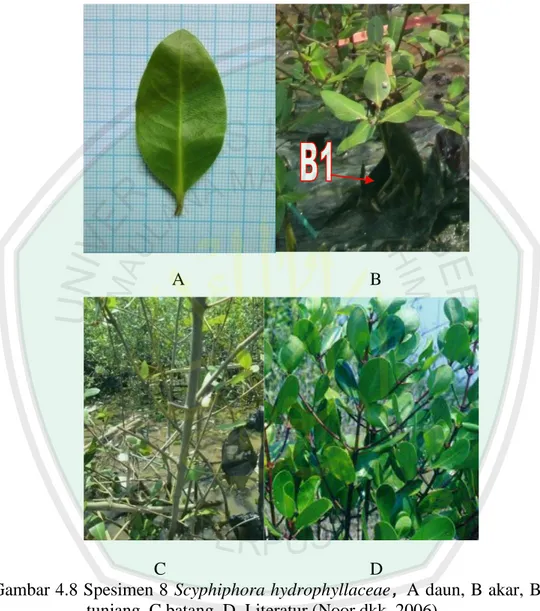 Gambar 4.8 Spesimen 8 Scyphiphora hydrophyllaceae ,  A daun, B akar, B1 akar  tunjang, C batang, D
