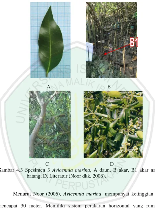 Gambar  4.3  Spesimen  3  Avicennia  marina,  A  daun,  B  akar,  B1  akar  nafas,  C  batang, D