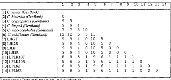 Tabel 4. Substitusi tranversi basa ke 1, 2 dan 3 pada gen sitokrom-b parsial  Cryptopterus spp